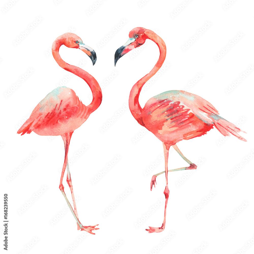 Pink flamingo bright classic nature collection isolated on white