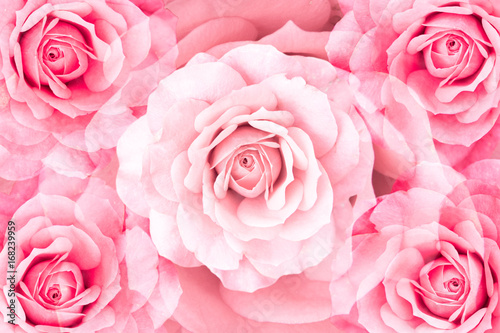 floral background of symmetrical rose flowers in a pattern