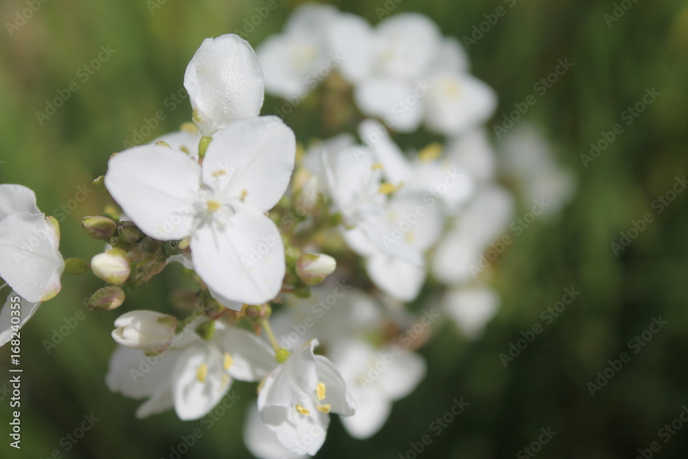 white flower