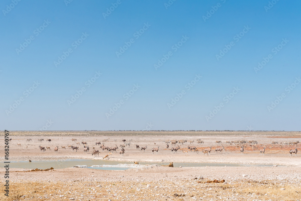 Lionesses watching oryx, springbok, ostrich and Burchells zebras