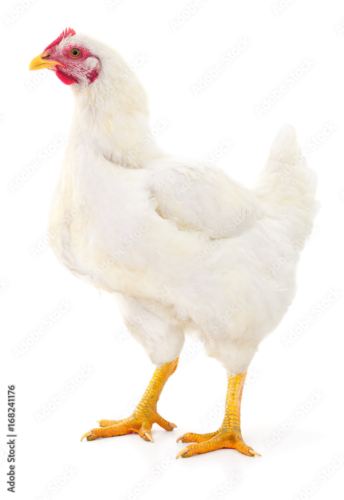 White hen isolated. Stock Photo | Adobe Stock