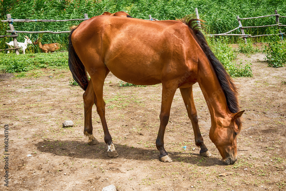 Naklejka premium Horse on the Farm 