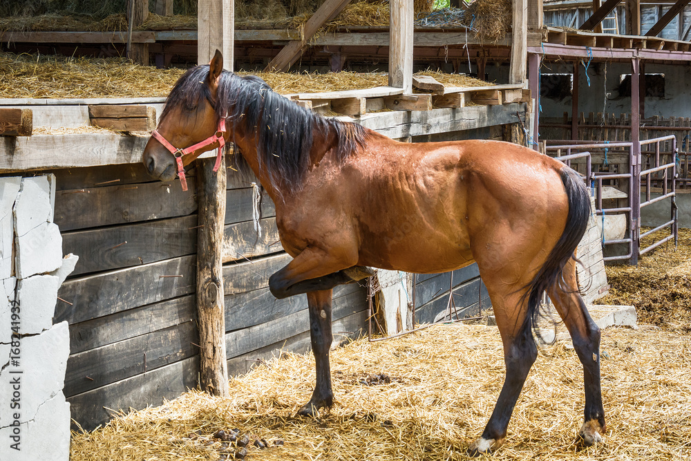 Naklejka premium Horse on the Farm 