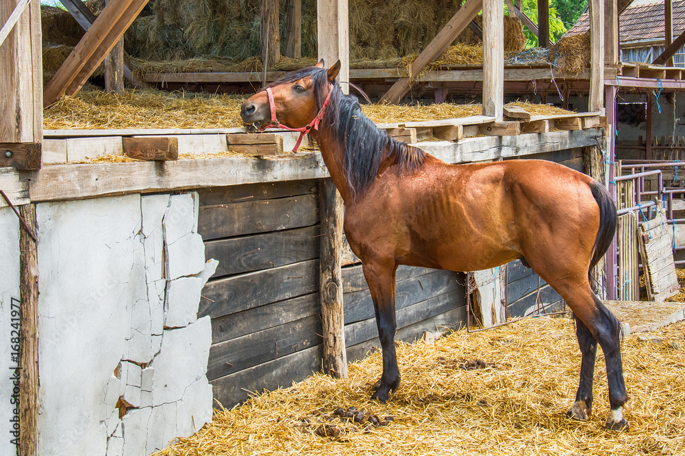 Naklejka premium Horse on the Farm 