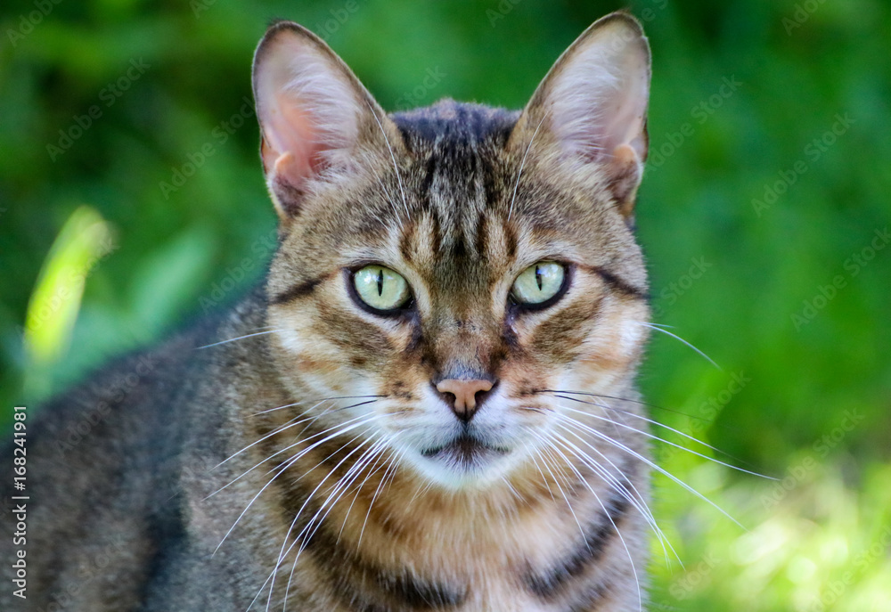 Cats Eyes Cats Eyes