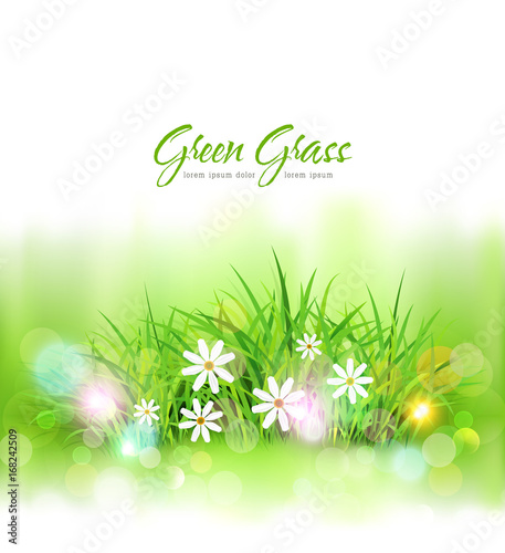 Vector background with green grass and daisies. Element for design.