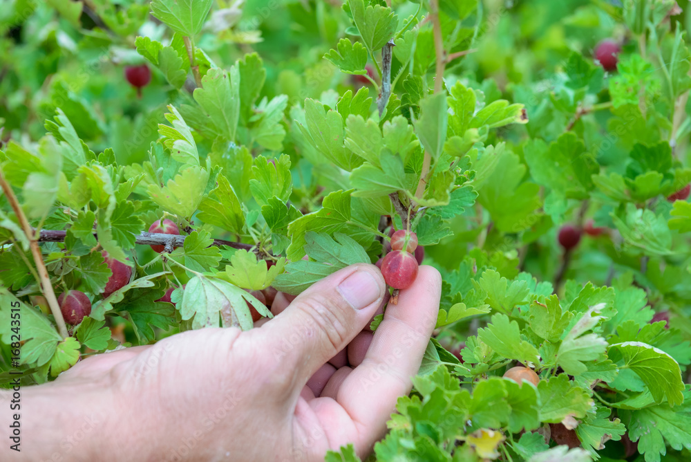Male hands picking ripe gooseberries. Red gooseberry in the garden. Selective focus Male hands picking ripe gooseberries. Red gooseberry in the garden. Selective focus