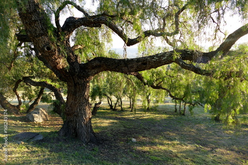 Riesiger Baum in Santa Barbara