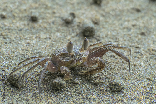 Crab on the beach © erika_mondlova