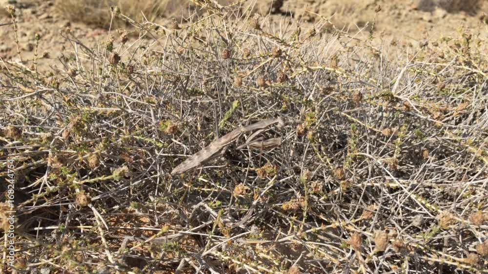 Gottesanbeterin zwischen Gestrüpp; Natur, Tierwelt Gottesanbeterin zwischen Gestrüpp; Natur, Tierwelt
