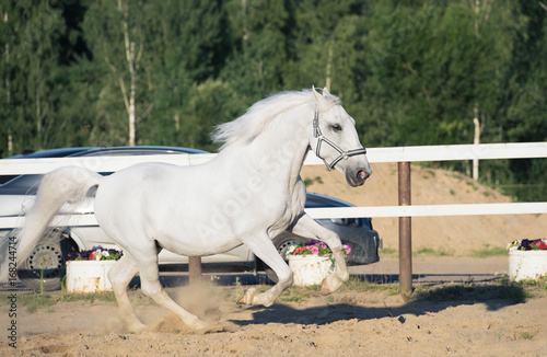 running white Lipizzaner horse