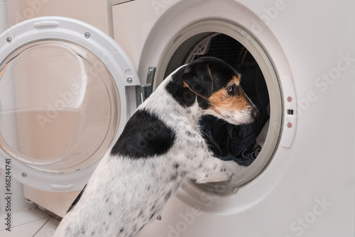 Fototapeta Naklejka Na Ścianę i Meble -  Hund schaut in die Waschmaschine - Jack Russell Terrier