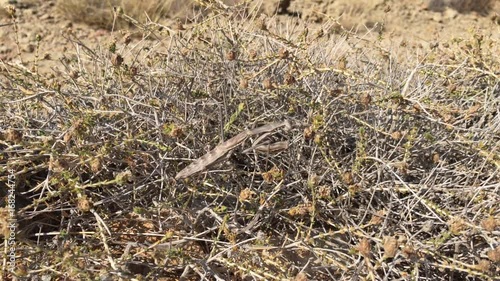 Gottesanbeterin zwischen Gestrüpp; Natur, Tierwelt 