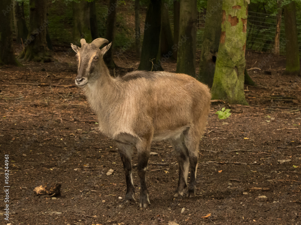 tahr in the forest