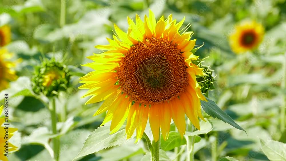 Sunflower field during sunset, Tilt up camera Sunflower field during sunset, Tilt up camera