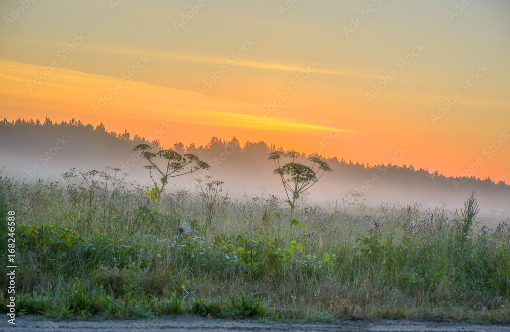 Obraz premium Summer dawn