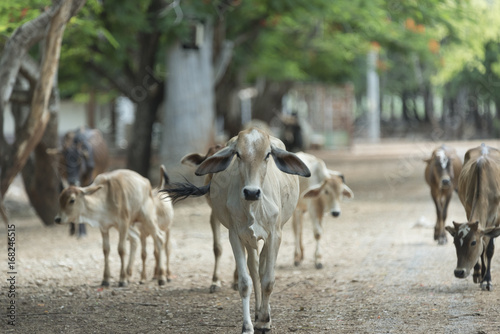 cattle in local farm field, Thailand