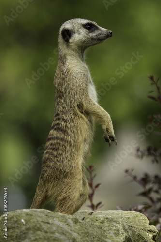 Meerkat standing on a rock © Marek