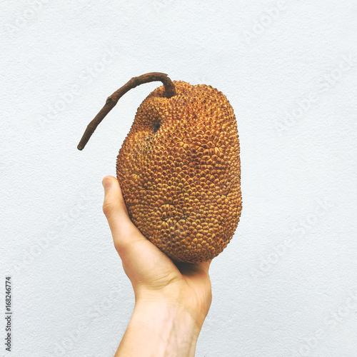 Hand Holding Small Jackfruit at White Wall Background. Exotic Sweet Asian Fruit. Thailand. photo