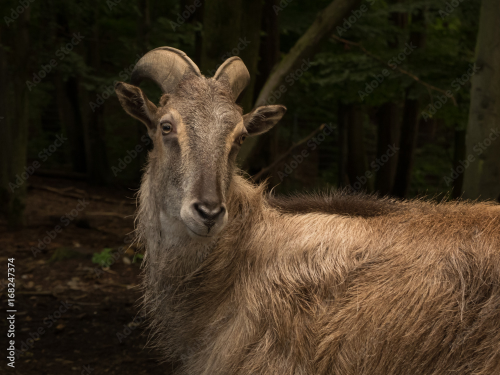 tahr in the forest