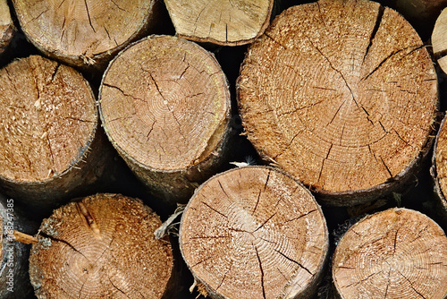 Closeup of a pile of logs showing the cross sections