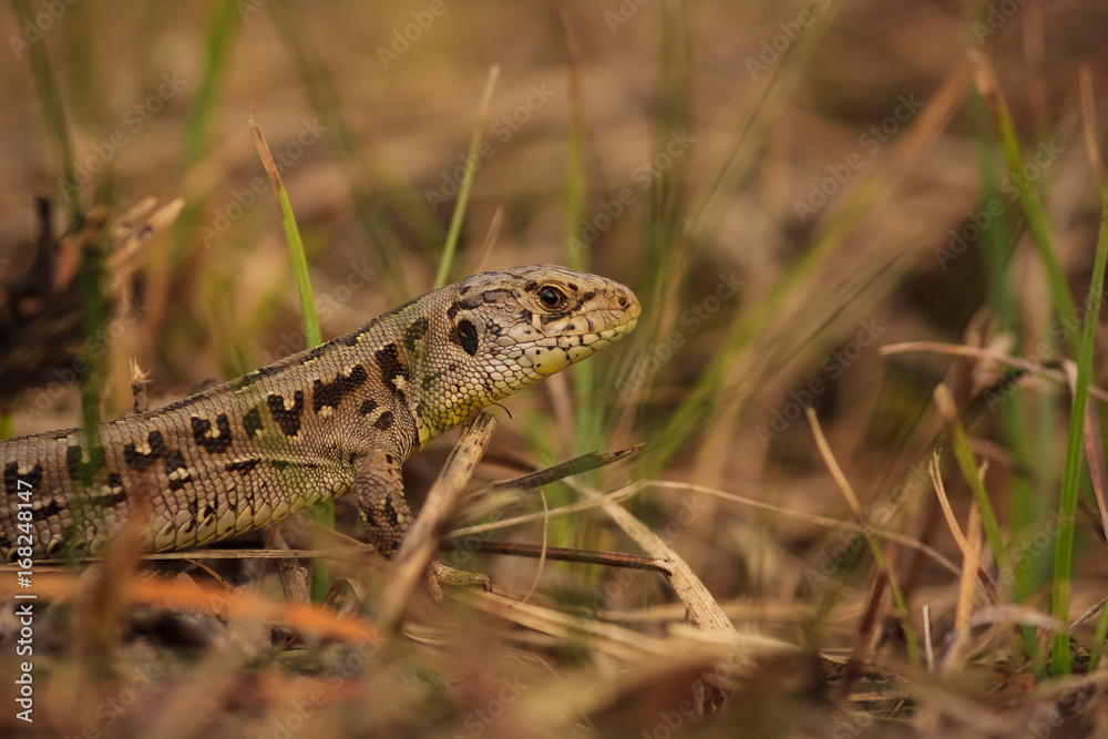 Jaszczurka zwinka Lacerta agilis Jaszczurka zwinka Lacerta agilis