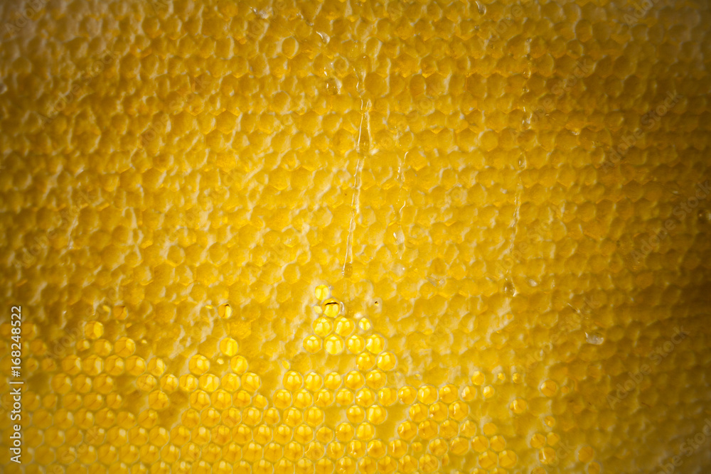 Fresh storehouse artificial wax for bees wax for honeycombs and frames frame with wax from a beehive on a bee apiary