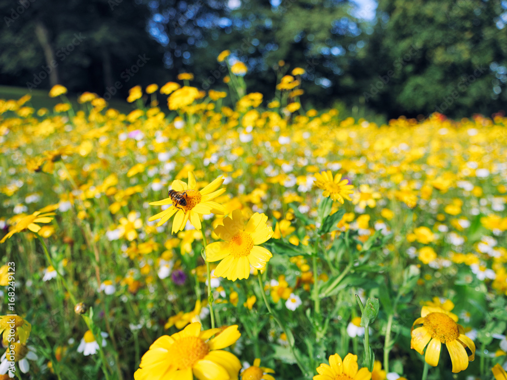 bee on Summer flower bee on Summer flower