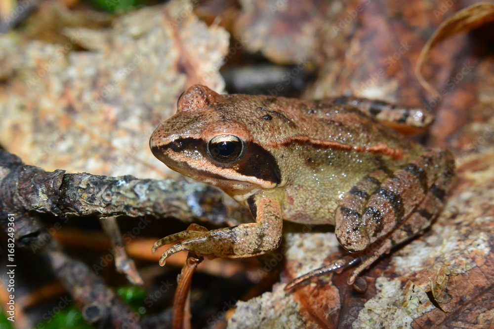 Obraz premium Rana temporaria brown frog