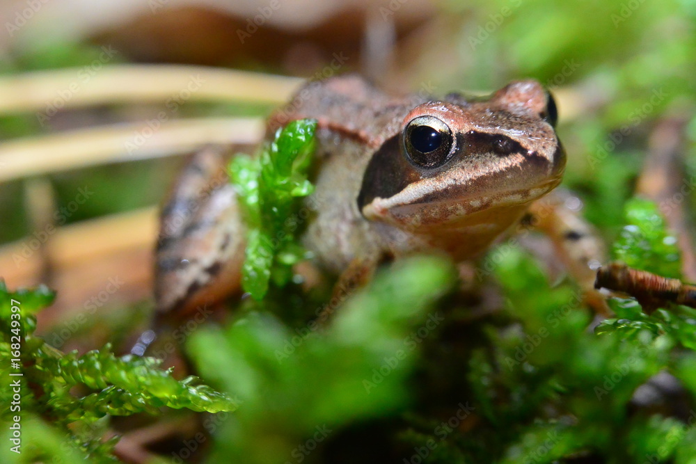 Fototapeta premium Rana temporaria brown frog