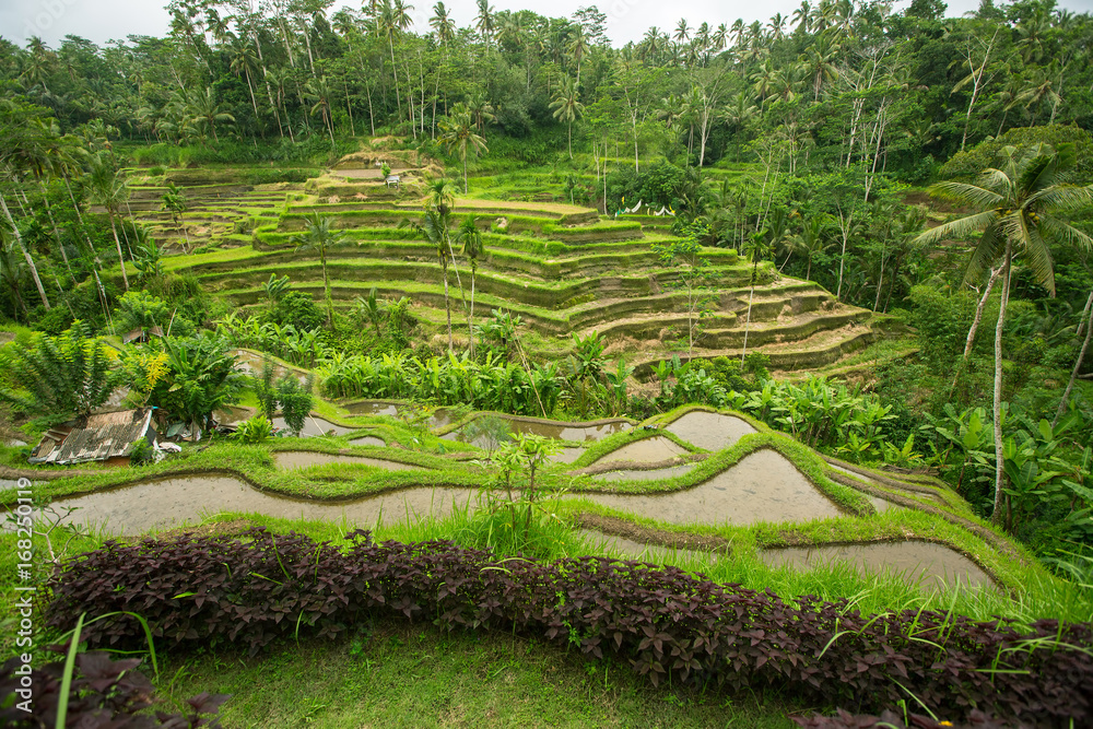 Green rice terraces on Bali island, Indonesia.