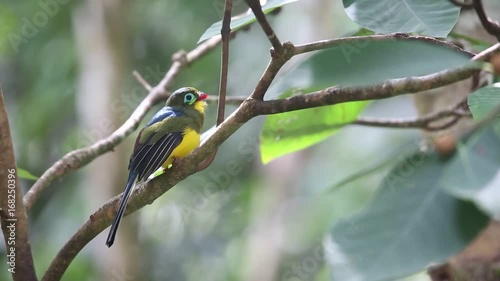 Sumatran trogon (Apalharpactes mackloti) in Sumatra,Indonesia  photo