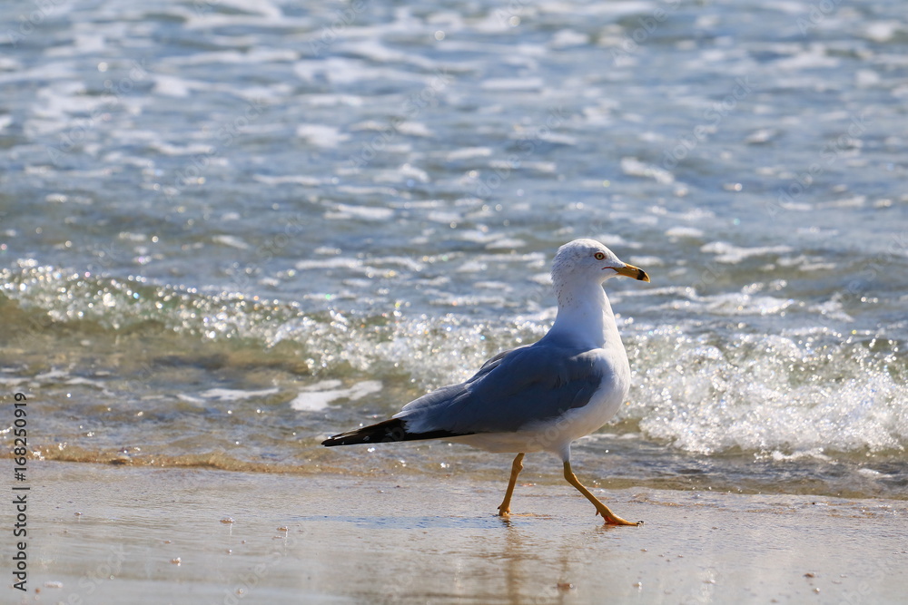 Fototapeta premium SeaGull