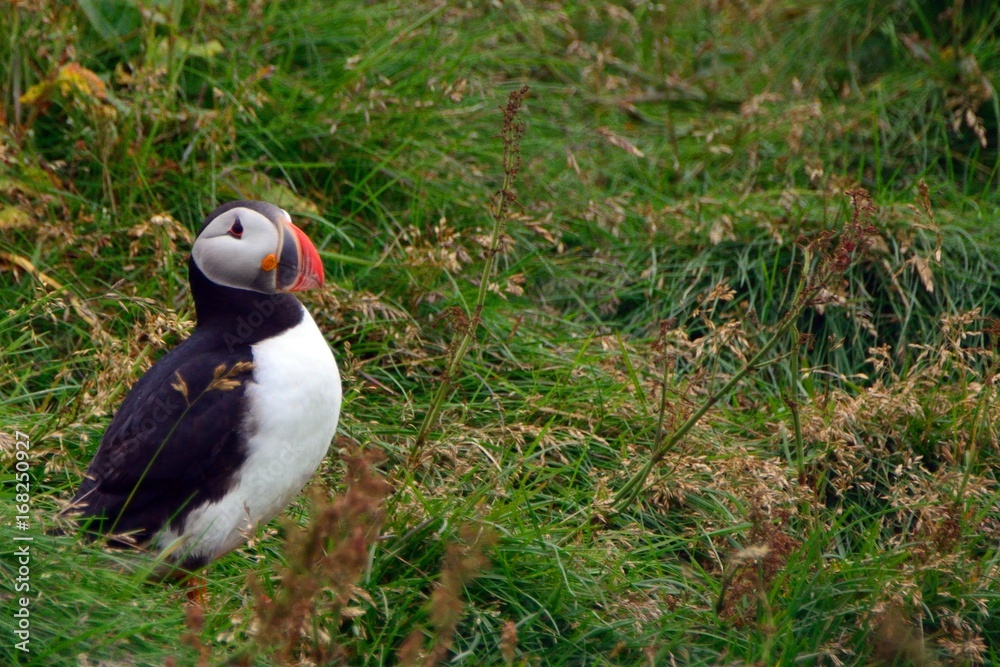 Obraz premium Atlantic puffin, Dyrholaey, Iceland