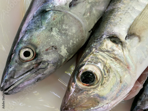 Three fish heads photo