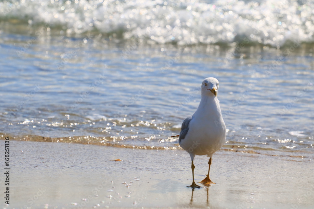 SeaGull SeaGull