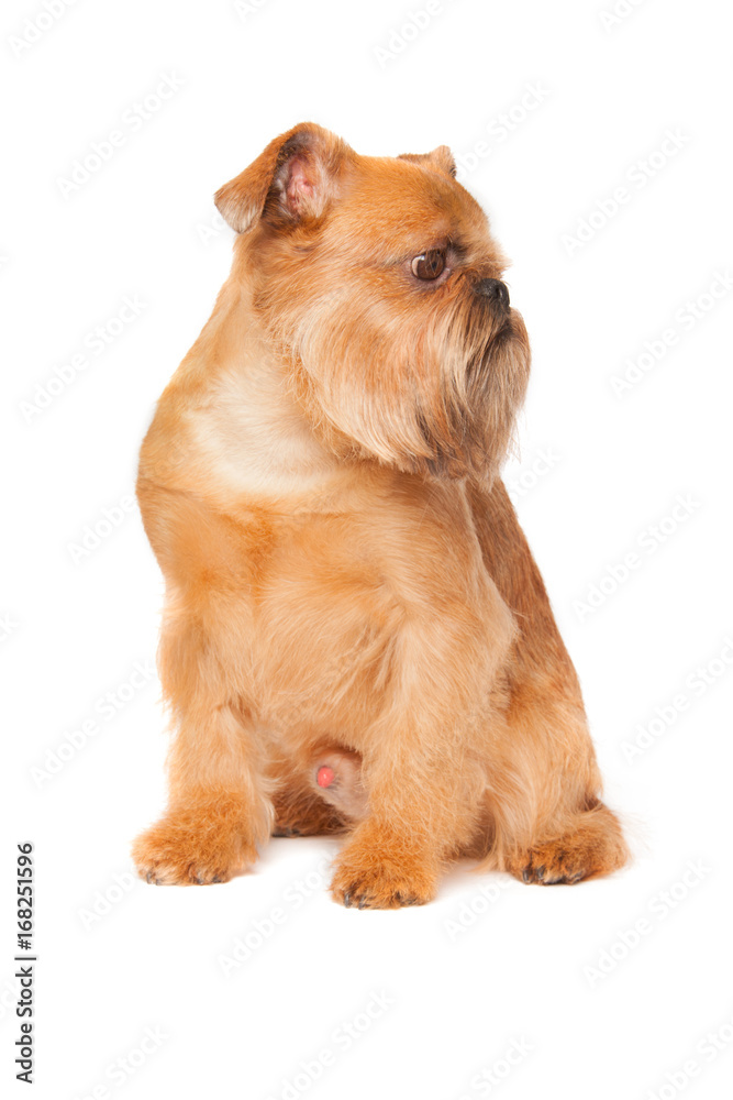 griffon bruxellois griffon bruxellois