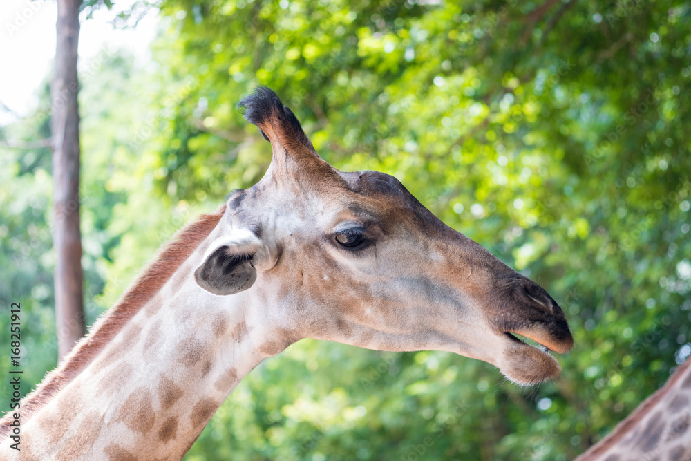 Close up shot of giraffe head in nature Close up shot of giraffe head in nature