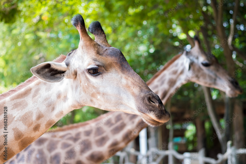 Obraz premium Close up shot of giraffe head in nature