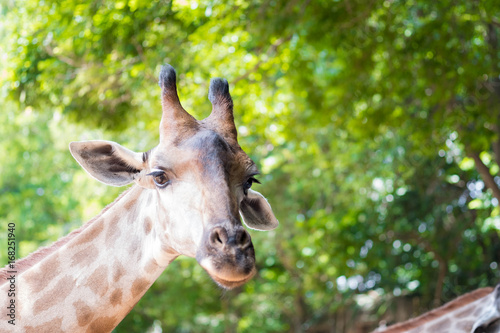 Close up shot of giraffe head in nature © suthisak
