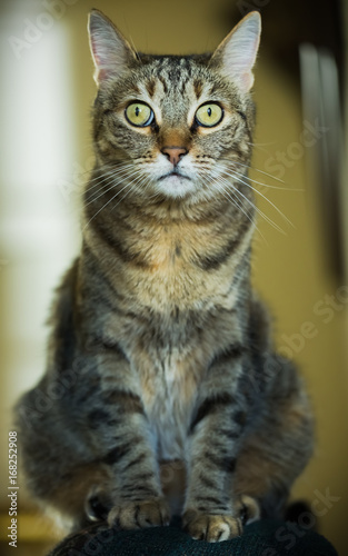 Healthy Mature Cat with Green Eyes on Back of Couch