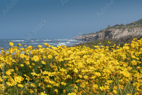 California Brittlebush Along California's Rugged Coast © kellyvandellen
