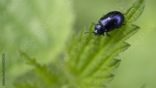 bug on a leaf