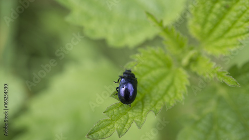 bug on a leaf macro