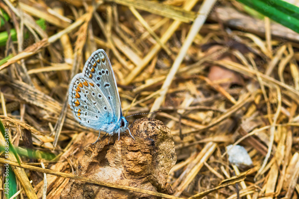 Naklejka premium Blue Butterfly