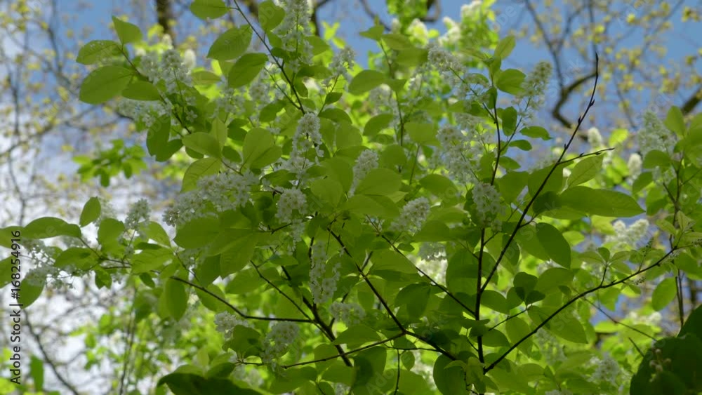 13790_The_green_tree_with_white_flowers_on_it.mov 13790_The_green_tree_with_white_flowers_on_it.mov