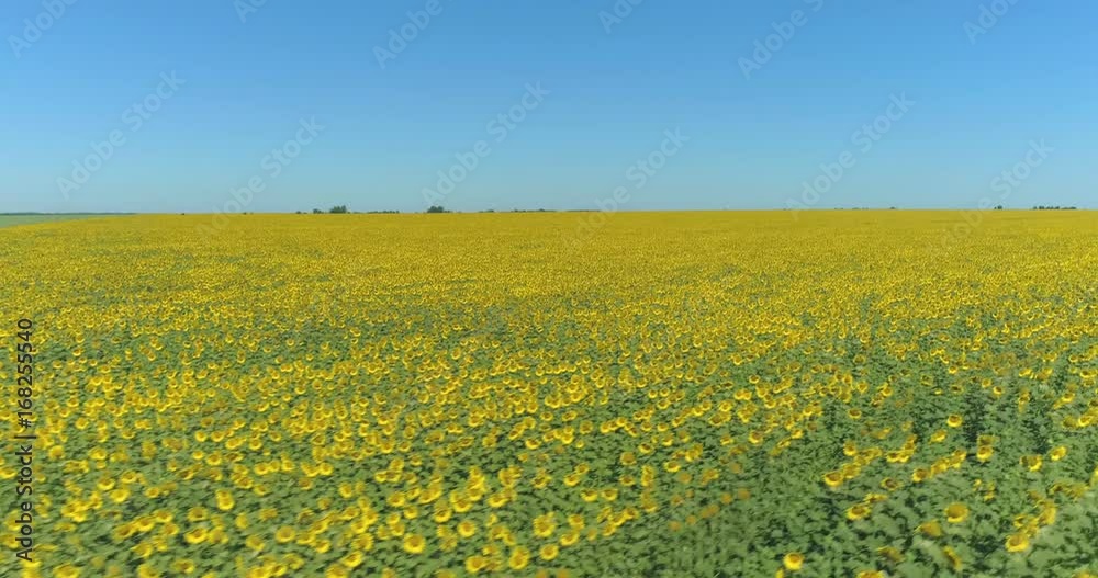 A flight over a green-yellow field of sunflowers A flight over a green-yellow field of sunflowers