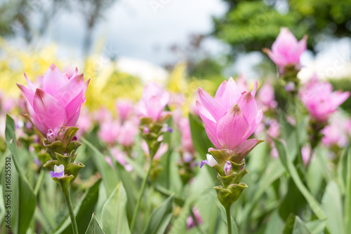 Siam Tulip blooming in the garden