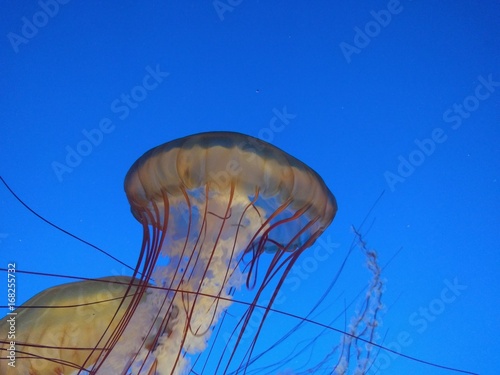 Jellyfish hunting for food