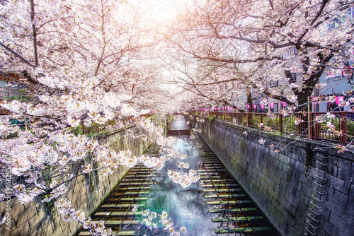 Obraz w ramie Cherry blossom lined Meguro Canal in Tokyo, Japan. Springtime in April in Tokyo, Japan.